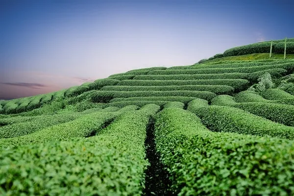 Green Tea: A Time-Honored Elixir of Health and Wellness
